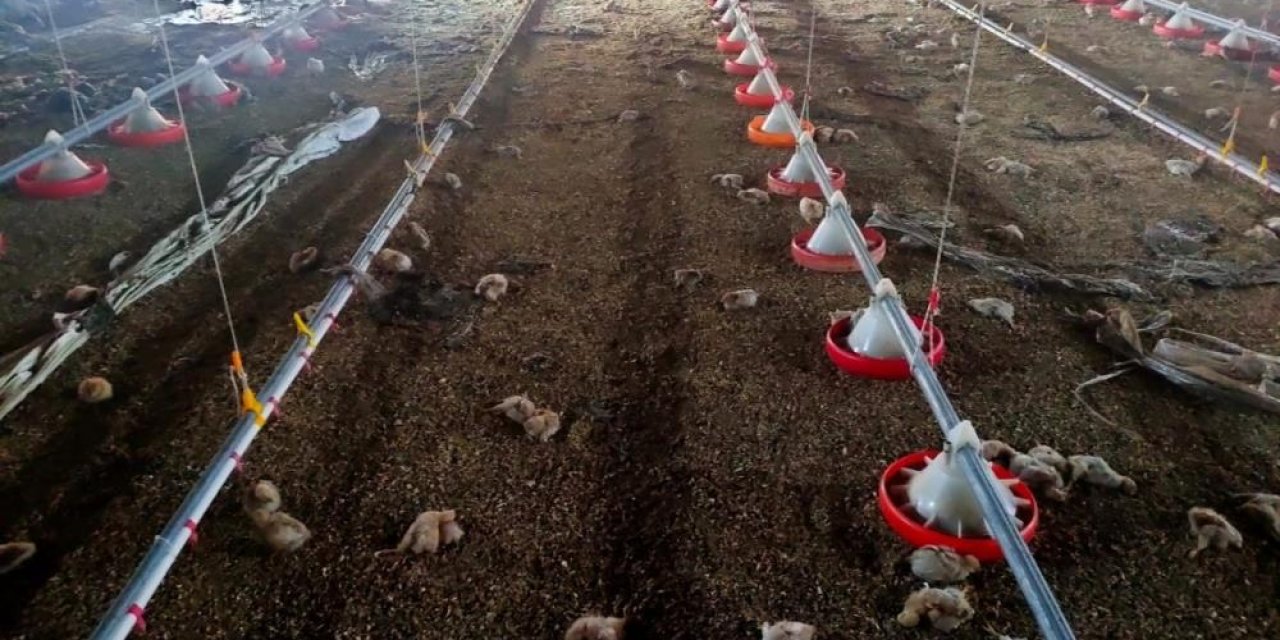 Çiftlikte çıkan yangında 5 bin civciv telef oldu