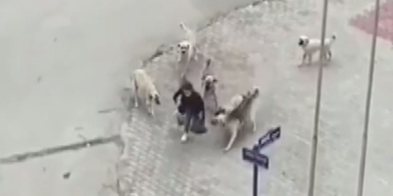 Sokak köpeği dehşeti: Genç kız korku dolu anlar yaşadı