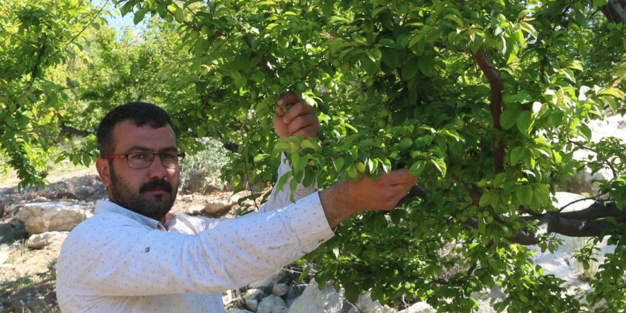 Altın yılını yaşıyor, üreticinin yüzü gülüyor