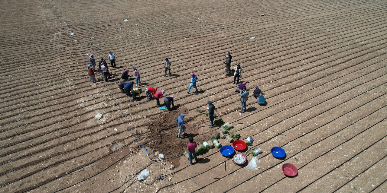 Konya'da kıraç araziler bu ürünlerle değerleniyor