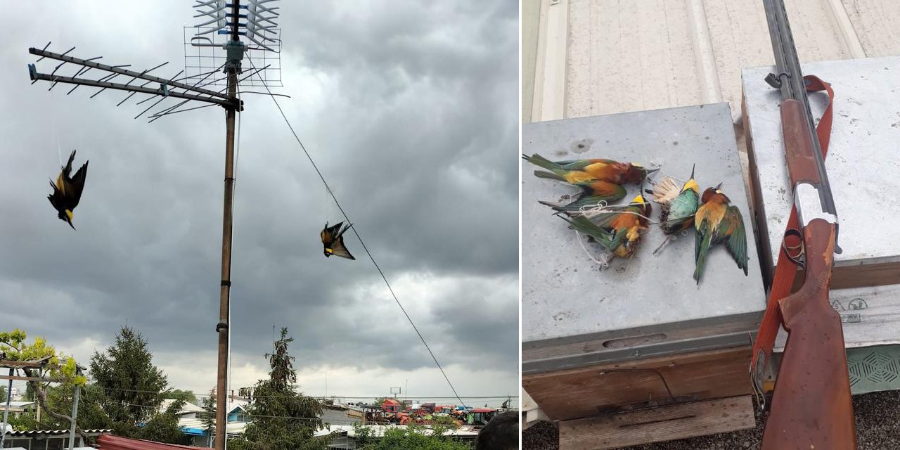 Konya’da koruma altındaki kuşları öldürüp iş yerinin çatısına asmış