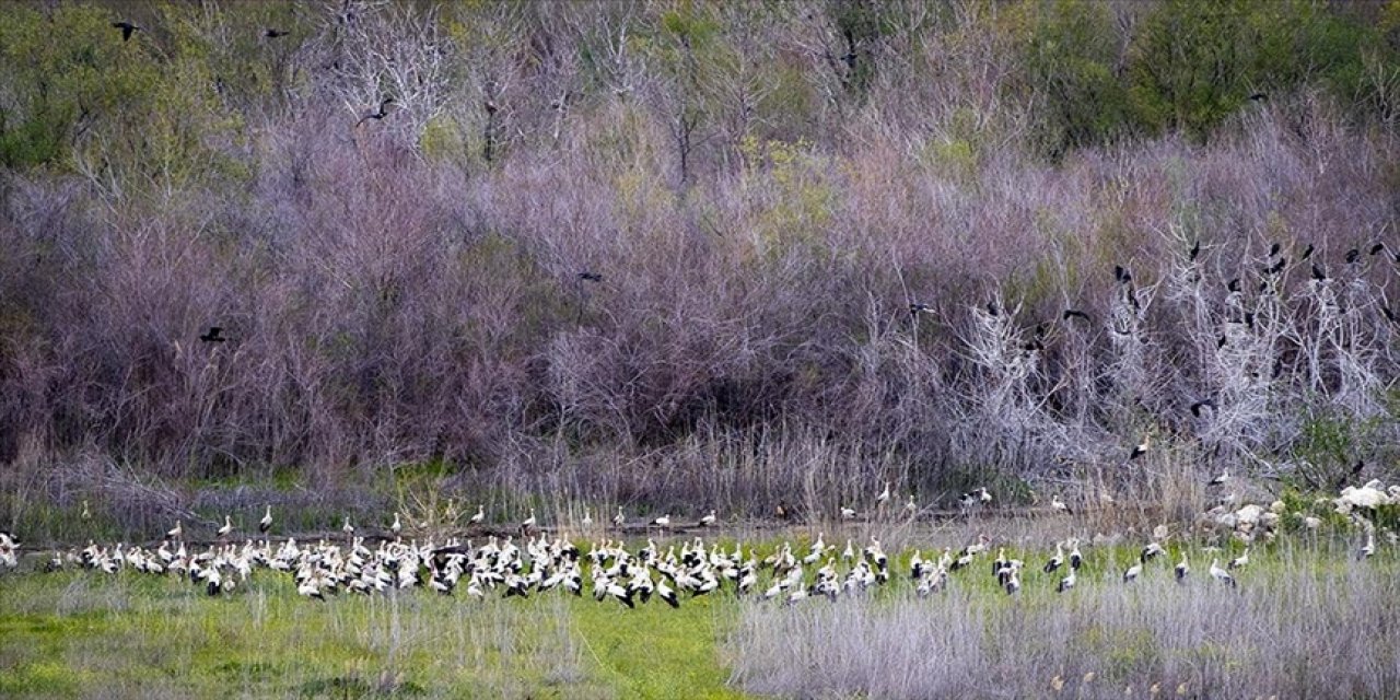 Ankara'nın 'kuş cenneti' baharın gelişiyle hareketlendi