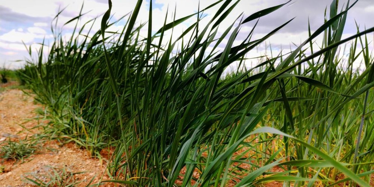 Konya Ovası’nda bu yıl hububatta beklenen rekolte miktarı açıklandı