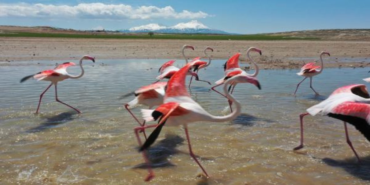 Tuz Gölü’ne göç eden olan flamingolar barajda mola verdi