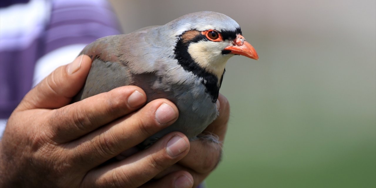 Konya’da binlerce yetiştirilip, mücadele için doğaya salınıyor