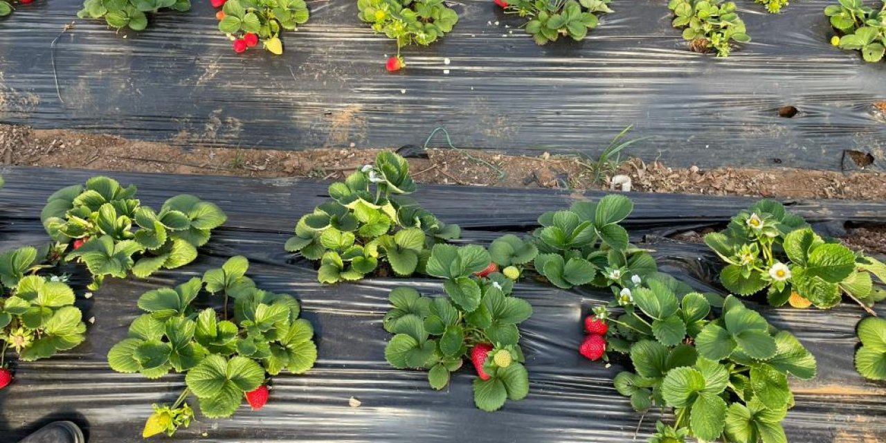 Coğrafi işarete sahip olan Hüyük çileklerinin ilk hasadı yapıldı