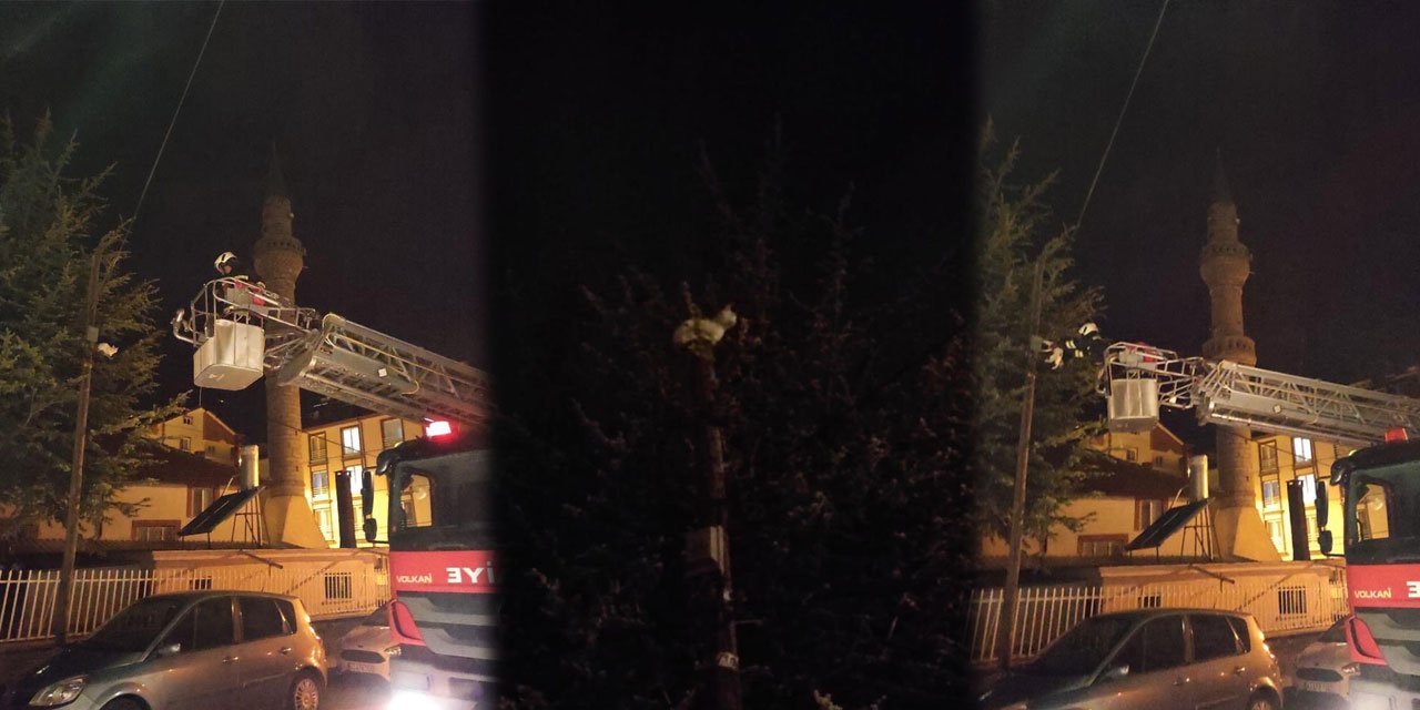 Beyşehir’de kedi kurtarma operasyonu