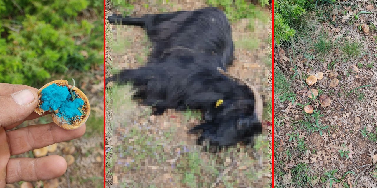 Konya’da zehirli incir tuzağı! Çok sayıda hayvan telef oldu