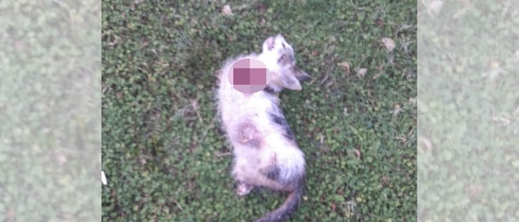 Vahşet! 4 bacağı kesilmiş ölü kedi bulundu