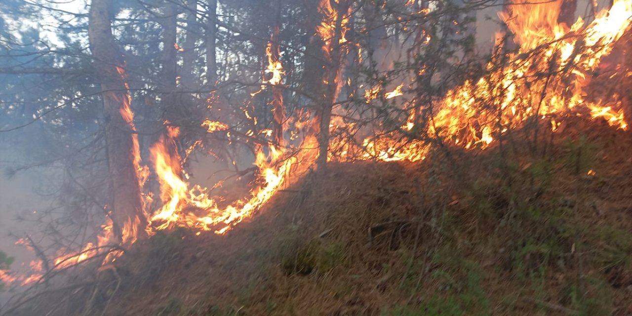 Ormanlık alanda yangın çıktı!