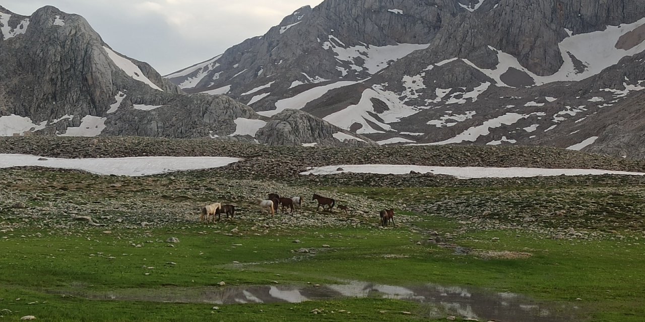 Konyalı doğaseverler, 100 kilometre yol kat edip Yılkı Atlarını görüntüledi