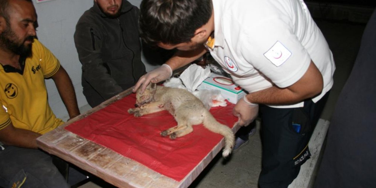 Konya’da bir sürücü çaptığı tilkiyi 112 istasyonuna götürdü