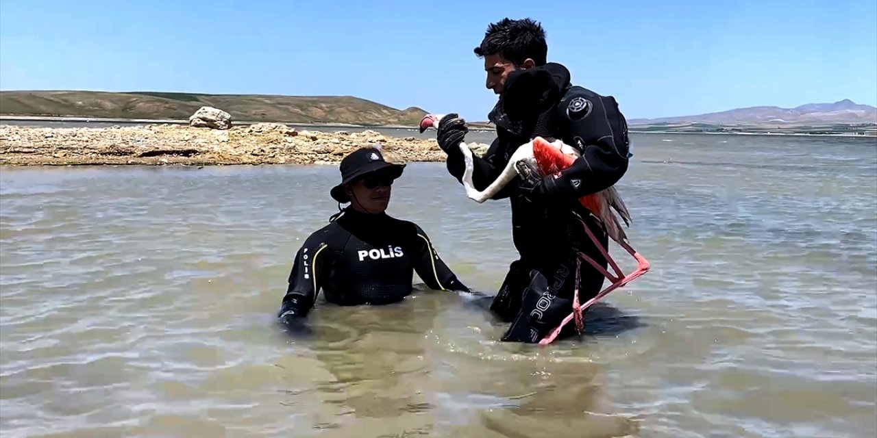 Konya Su Altı Polisi’nin nehirde bulduğu yaralı flamingo tedavi edildi