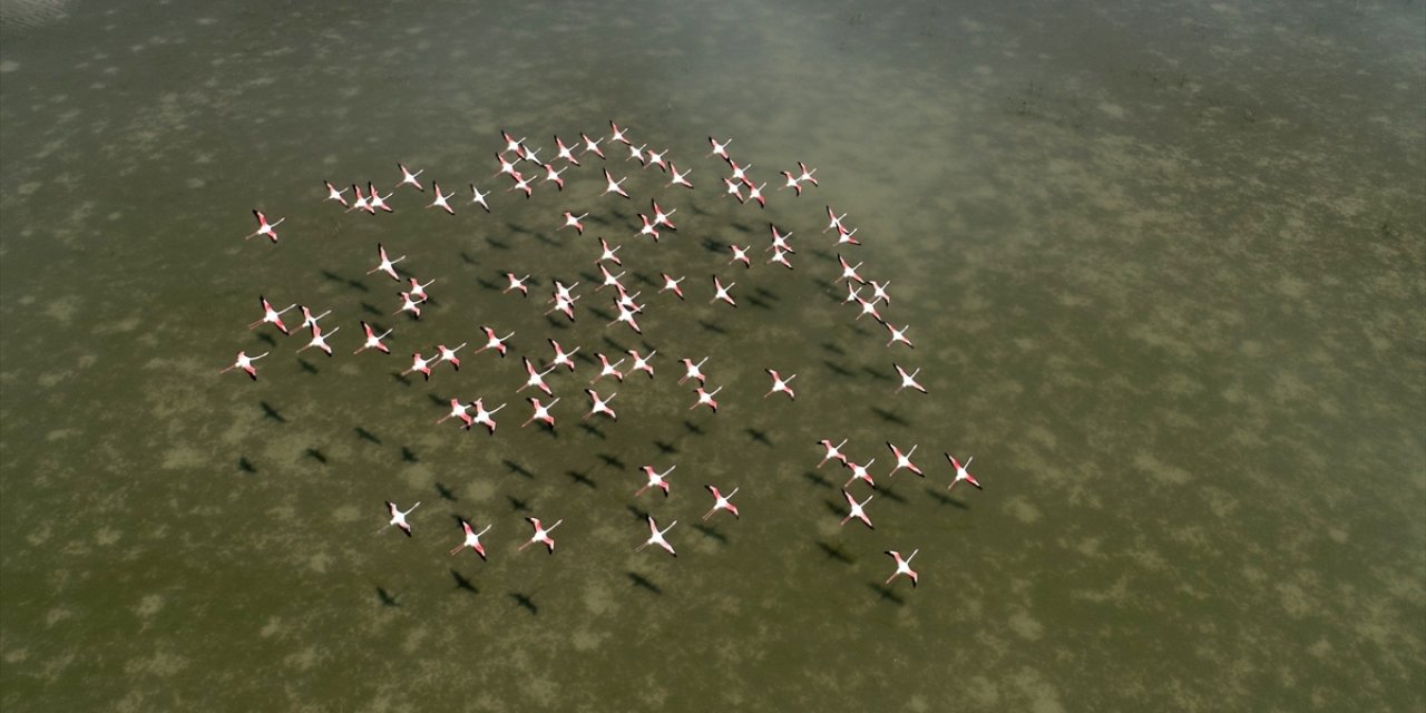 Su seviyesi yükselen Sultan Sazlığı göçmen kuşları ağırlıyor