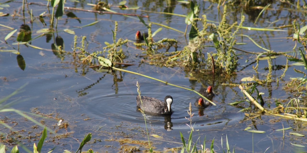 Konya Beyşehir Gölü’nde yavru su kuşları ilgi çekiyor