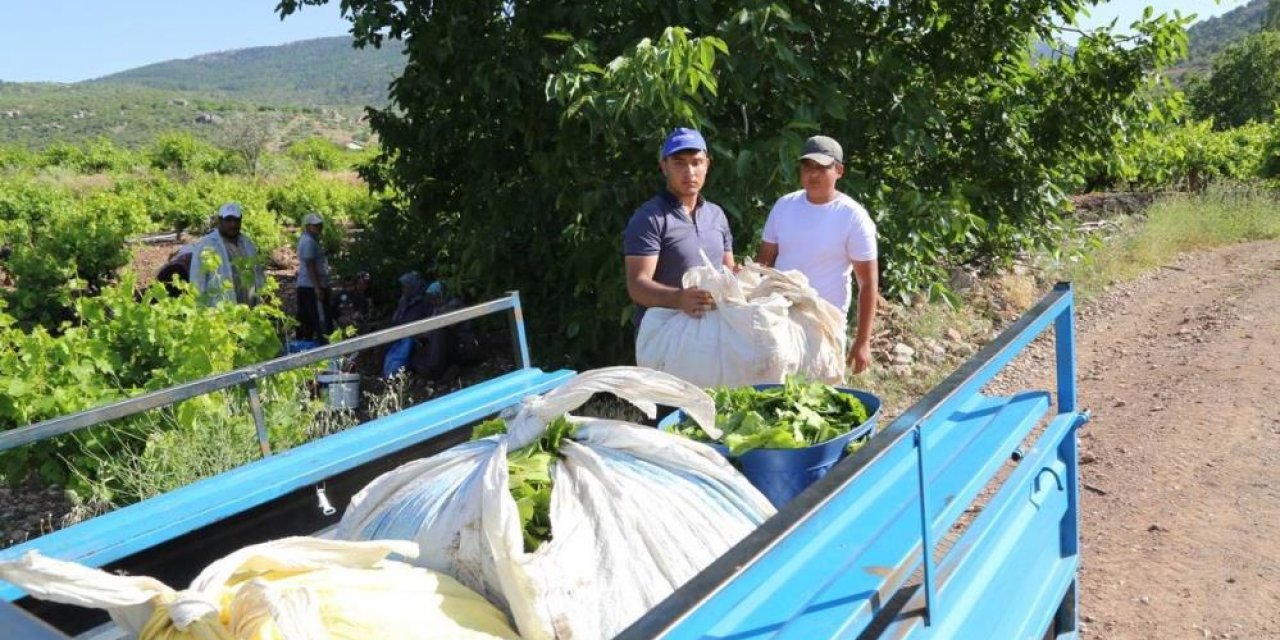 Konya’da sofraların vazgeçilmez lezzetinin hasadı başladı