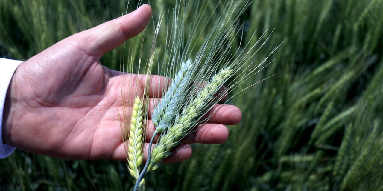 Konya'da geliştirilen kuraklığa dayanıklı hububatlar tohum sanayicisine tanıtıldı