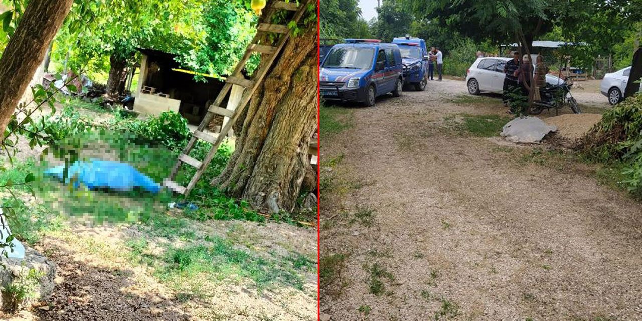 Dut toplamak için çıktığı ağaçtan düşen yaşlı adam öldü