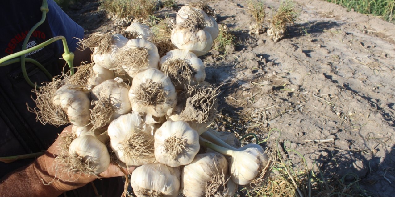 Konya’da sarımsak hasadı başladı