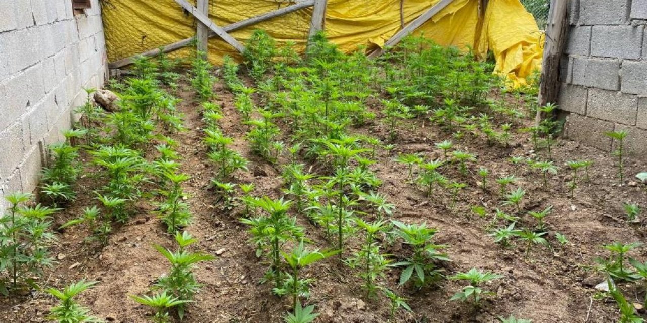 Evin bahçesini kenevir tarlasına çevirmişler: 1’i kadın 4 kişi gözaltına