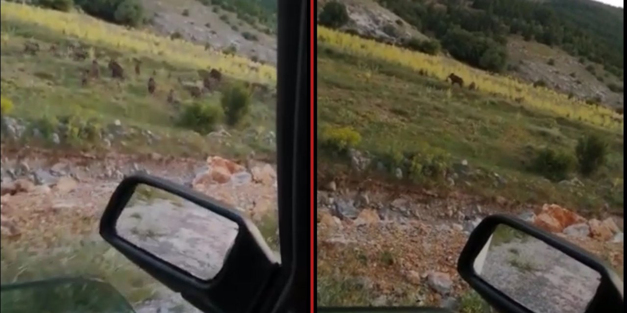 Konya’da bir mahallenin başı domuzlarla dertte