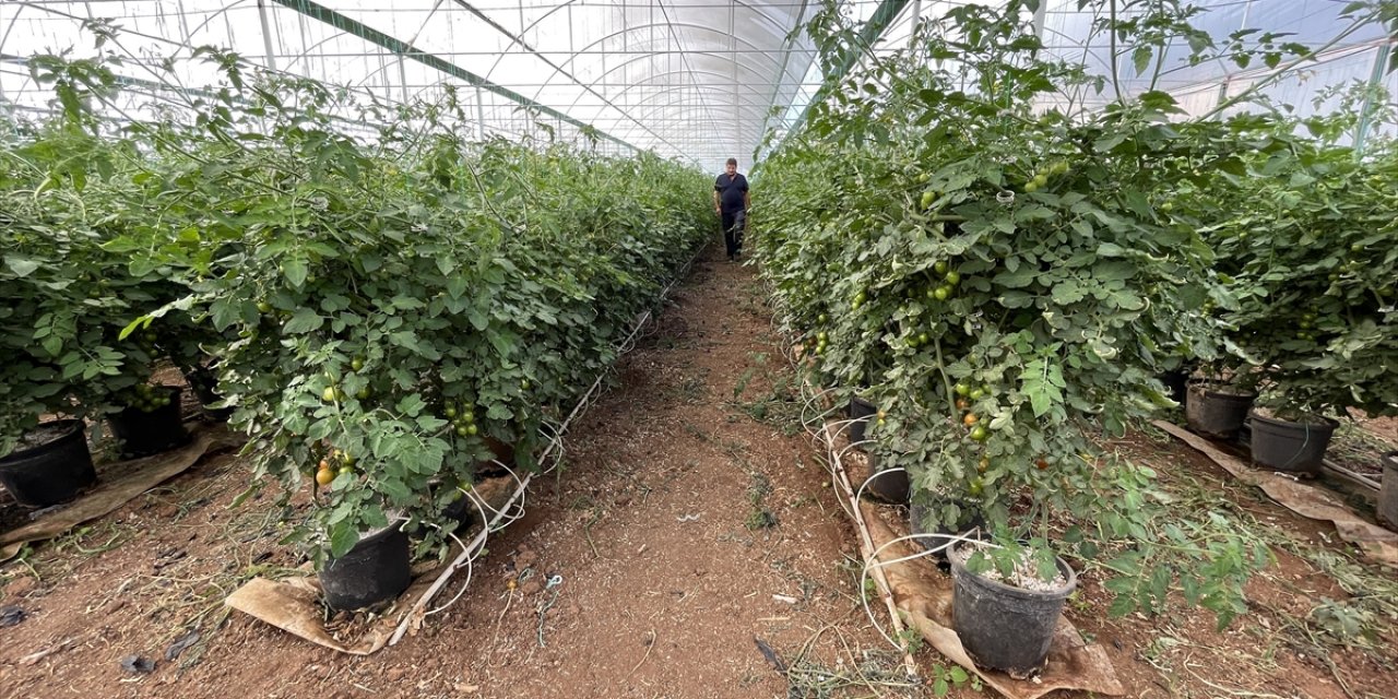 Teknolojiyi tarımla buluşturan Konyalı kardeşler tek tuşla çiftçilik yapıyor