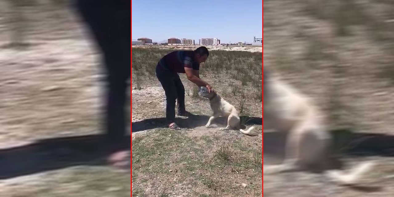 Konya’da kafası pet şişeye sıkışan köpeği vatandaş böyle kurtardı