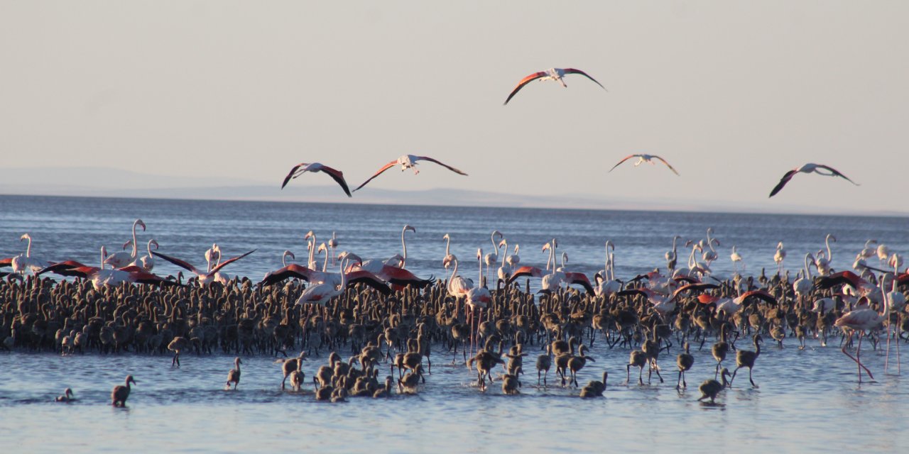 Tuz Gölü’nde binlerce yavru flamingo yumurtadan çıktı
