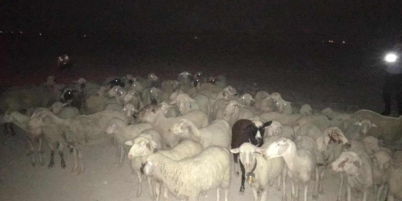 Karapınar’da kaybolan 60 koyun, bir gün sonra bulundu
