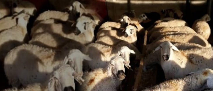 Konya'da bir ağıldan 31 koyun çalındı