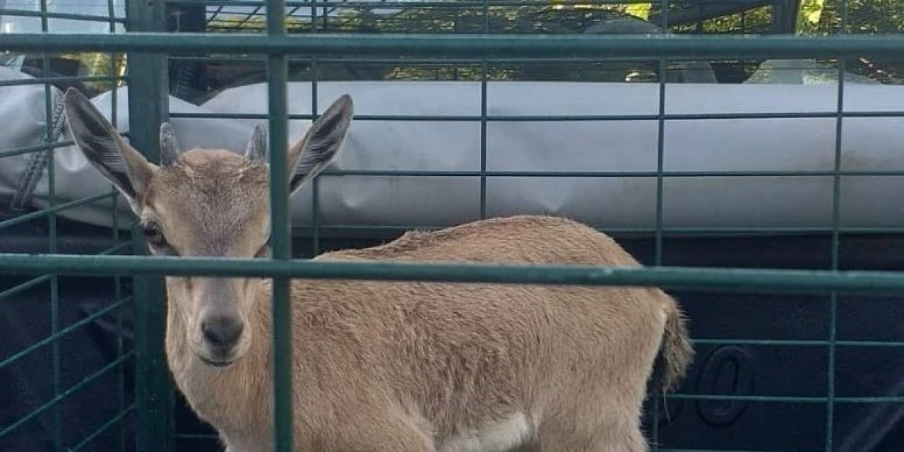 Konya’da sulama kanalına düşen yaban keçisi çiftçi tarafından kurtarıldı