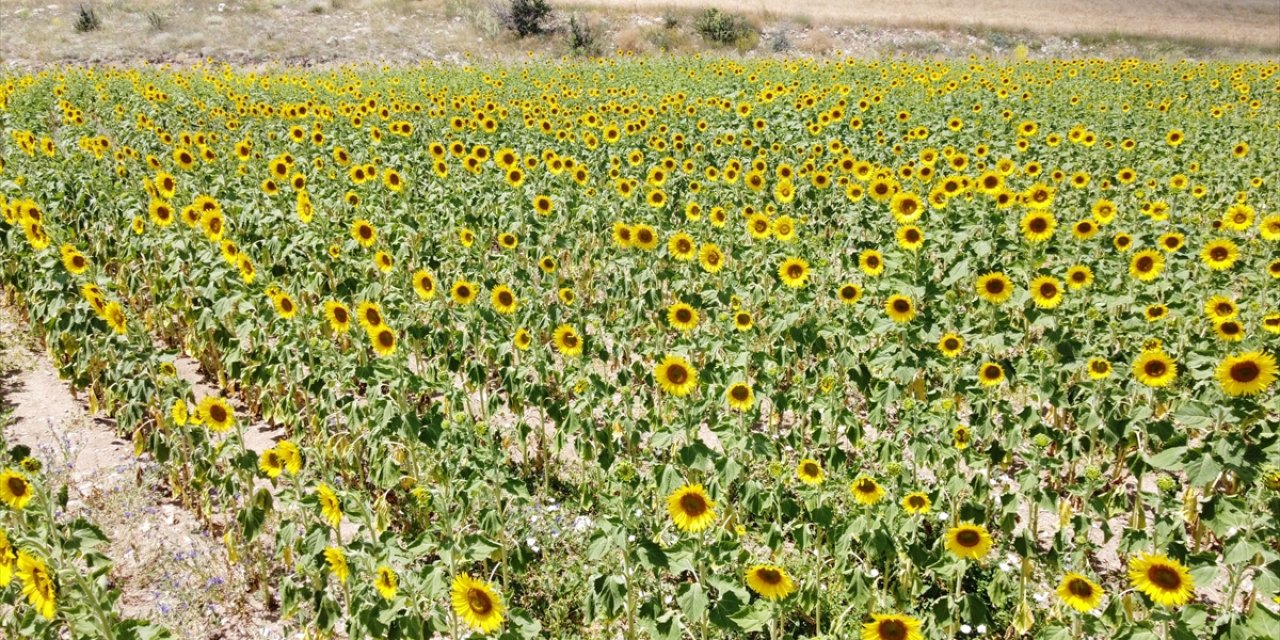 Yağlık ayçiçeği tarlalarında tırtıl istilası! Konya tehdit altında mı?