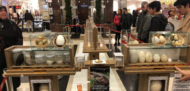 Türkiye’de İlk! Yumurta Sergisi Koleksiyonu “Dünya Tavukları ve Yumurtalar Sergisi” Konya'da açıldı