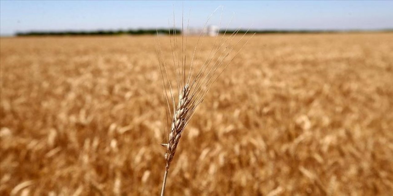 Buğday fiyatlarında düşüş sürüyor