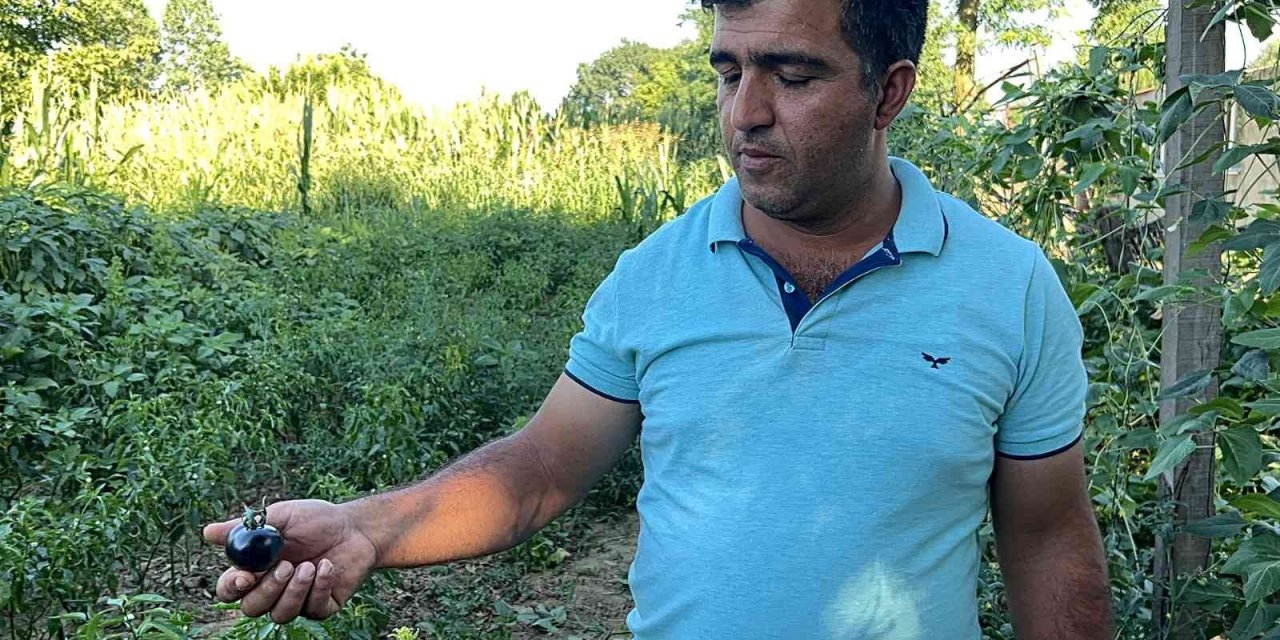 Meksika’daki arkadaşı ilham verdi, her derde deva ürünü Türkiye'de yetiştirdi