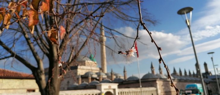 Kasım ayında, Hz. Pir'in gölgesinde çiçek açtı