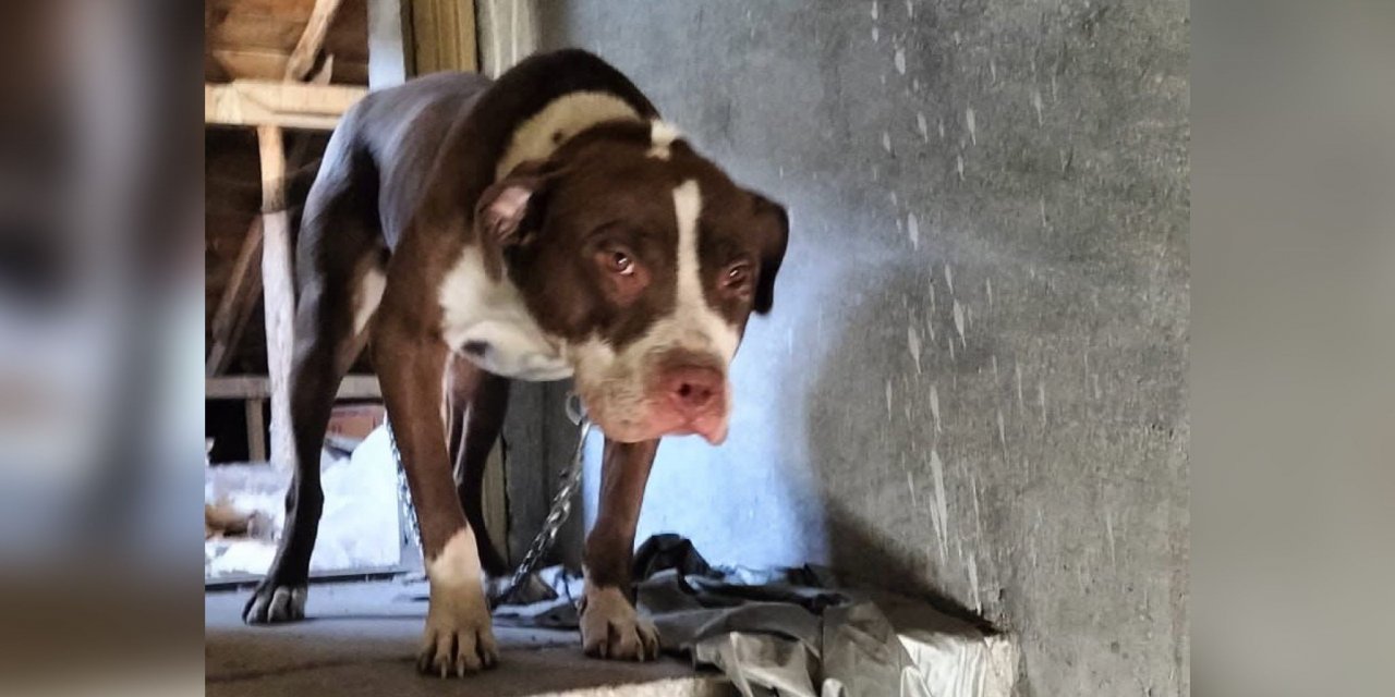 Konya’da Pitbull besleyen kişiye 15 bin TL ceza yazıldı