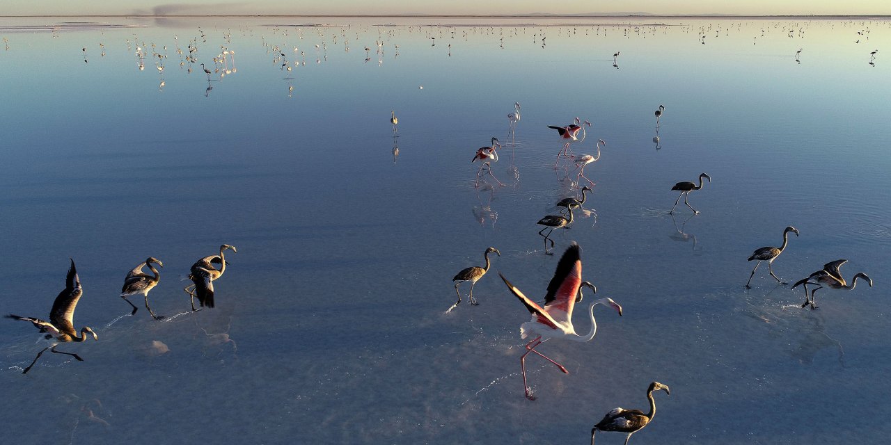 Tuz Gölü'ndeki flamingolar için 4 kilometreden su aktarılıyor