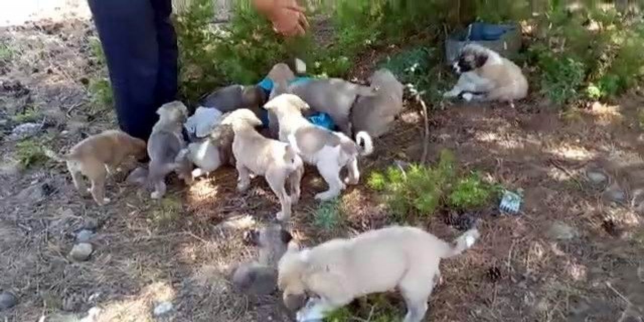 Konya'da 21 yavru köpek ormanda ölüme terk edildi