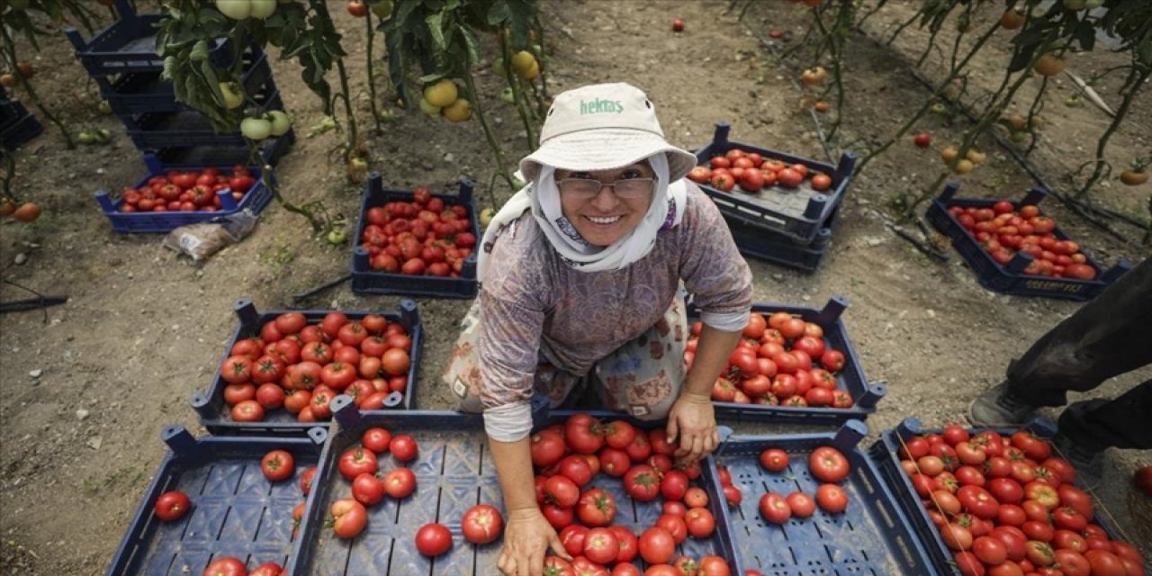 Ata tohumundan yüksek proteinli domates suyu için kadın girişimciler kolları sıvadı