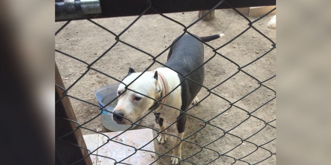 Konya’da Pitbull besleyen kişiye 15 bin TL ceza