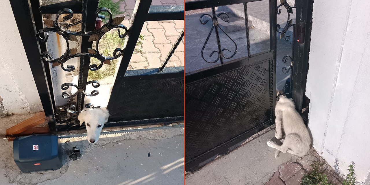Konya’da başı kapıya sıkışan köpeği itfaiye kurtardı