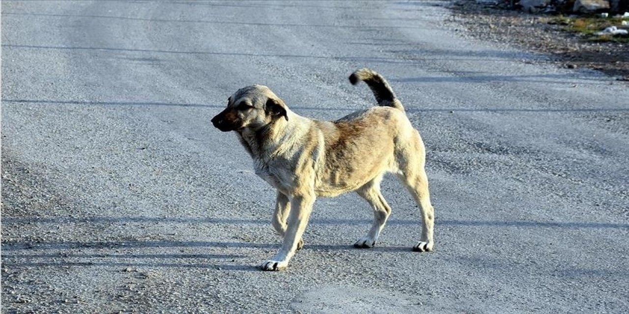 Konya’da yeni bir köpek vakası daha