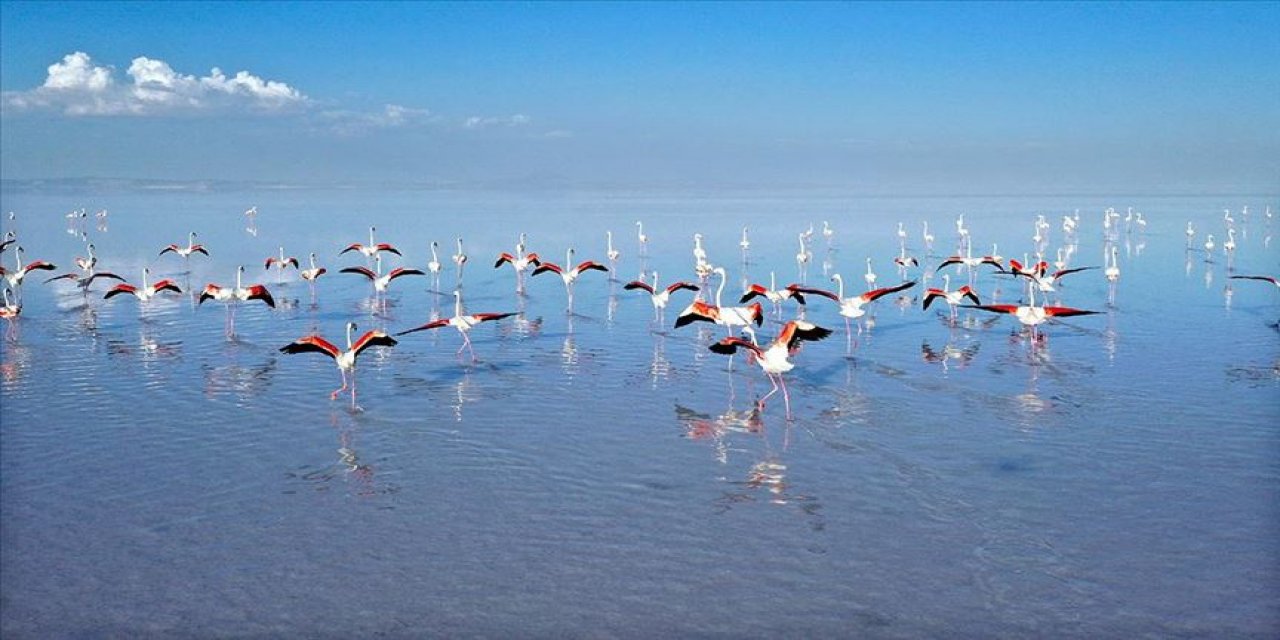 Bakanlık çalışma başlatmıştı! Tuz Gölü’nde flamingo ölümleri önlendi mi?