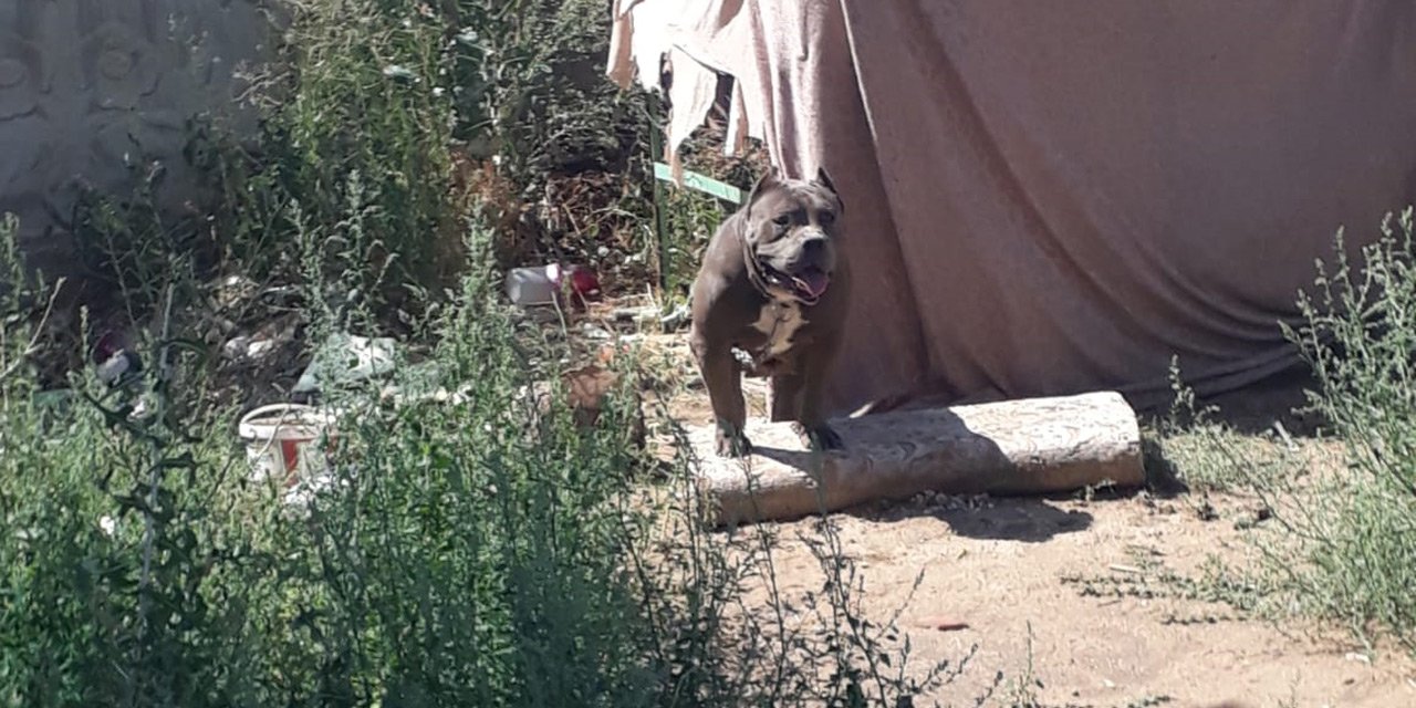 Konya’da yasaklı ırk köpek sahiplenen ve sahiplendiren kişilere ceza yağdı