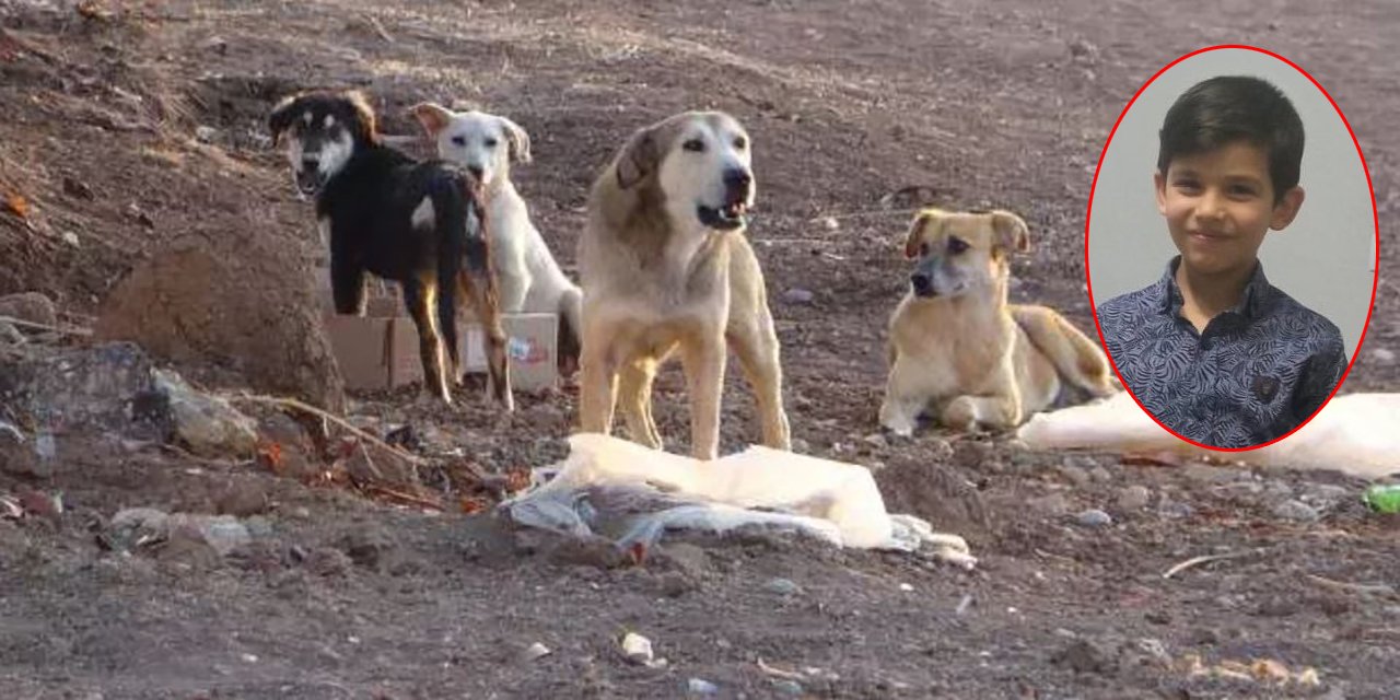 Konya’da köpeklerin saldırdığı Umut, yaşam savaşı veriyor