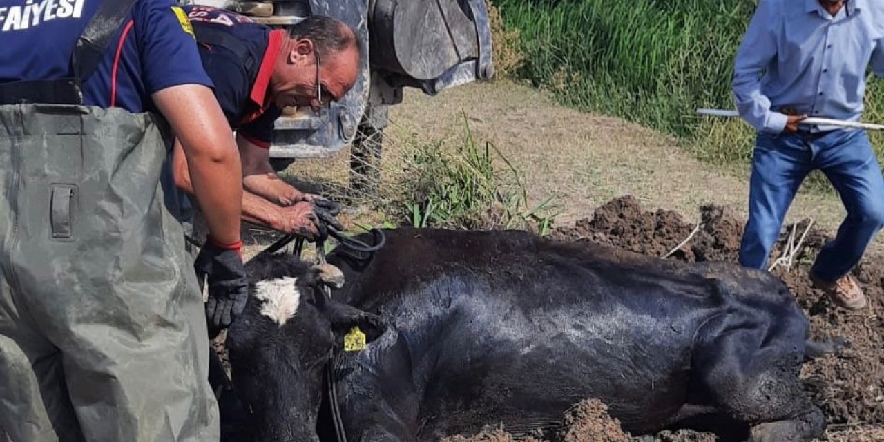 Konya’da dereye düşen inek kurtarıldı