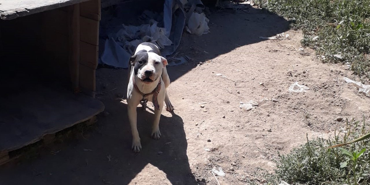 Konya’da yasaklı ırk köpek besleyen kişiye ceza