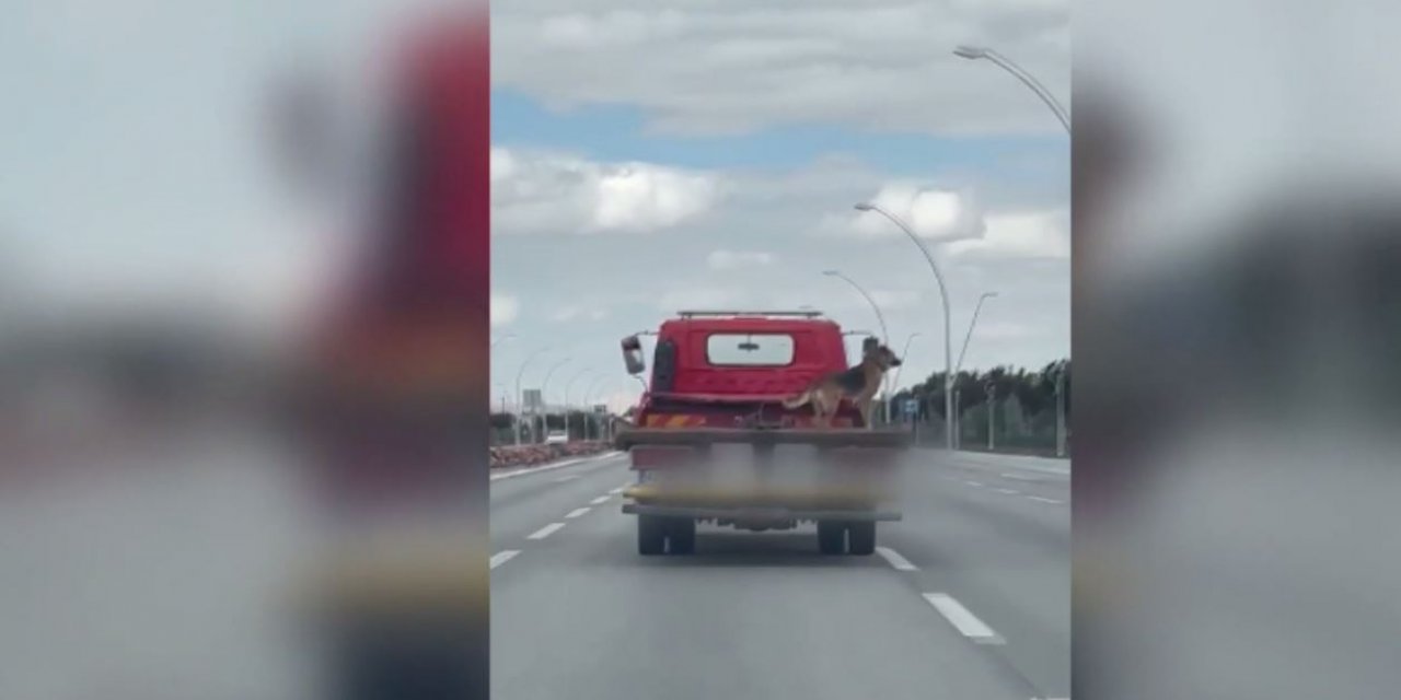 Konya’da kurtarıcı sürücüsü kurt köpeğini açık kasada taşıdı