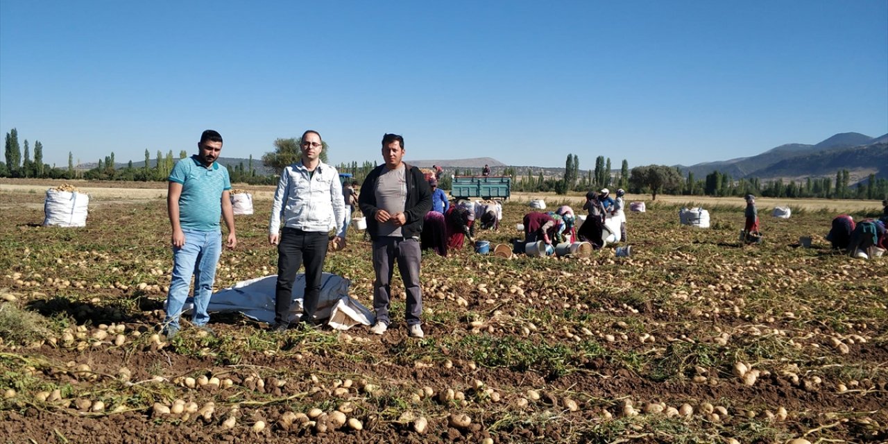 Konya’da cipslik patates hasadı başladı